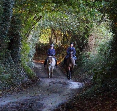 When Horses Have Trouble Getting Along