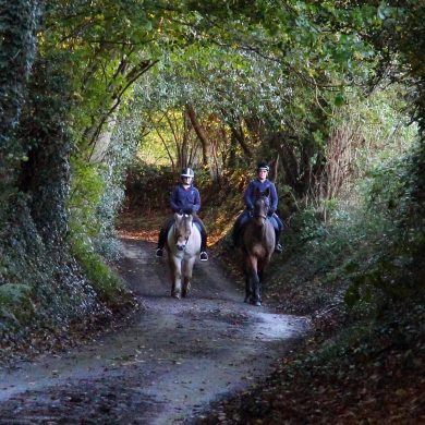 When Horses Have Trouble Getting Along