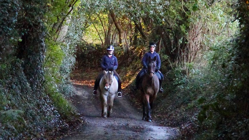 When Horses Have Trouble Getting Along