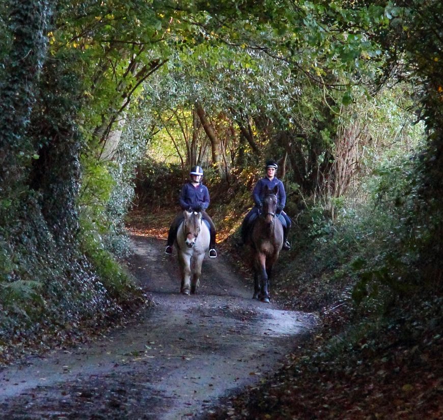 When Horses Have Trouble Getting Along