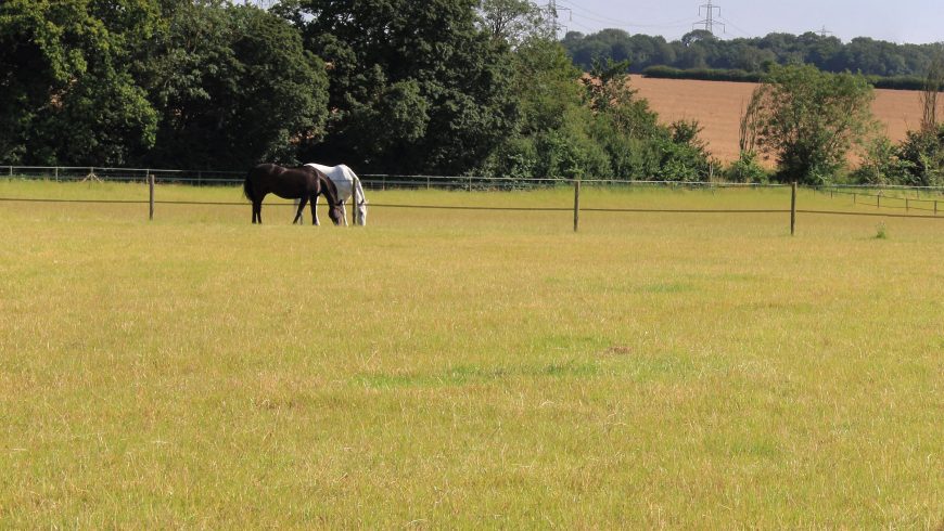 No Two Hoof Trims Alike