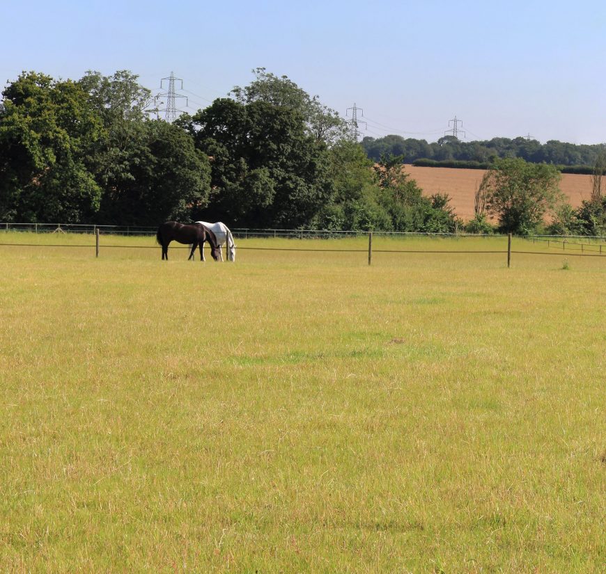 No Two Hoof Trims Alike