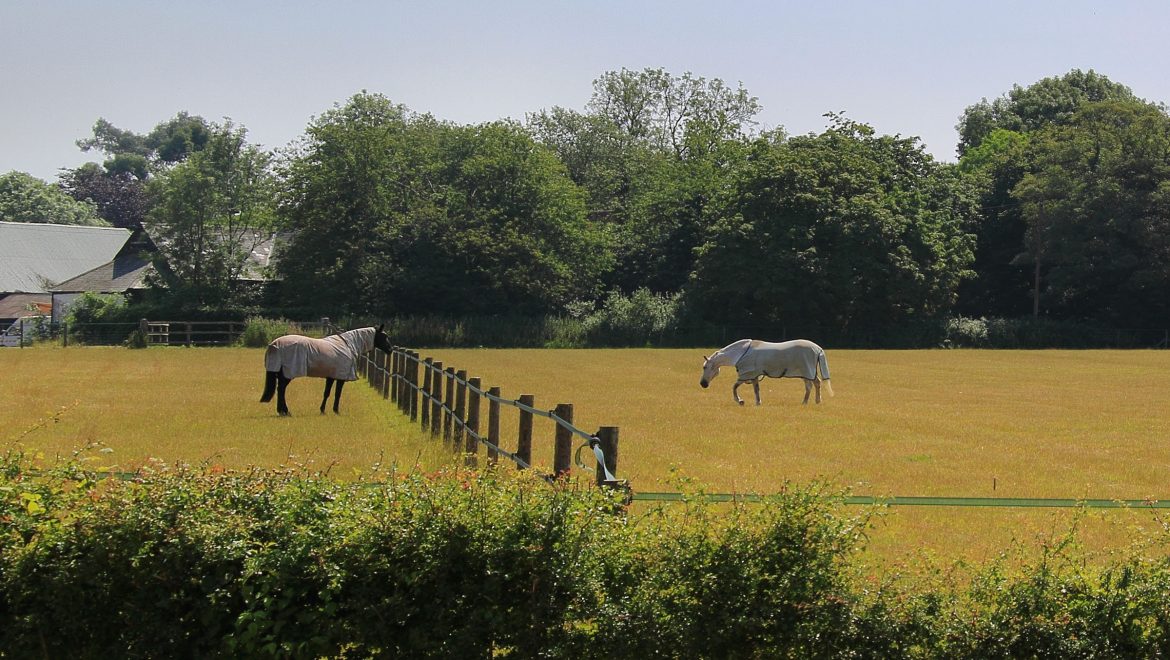 Training Routines for Dressage Horses