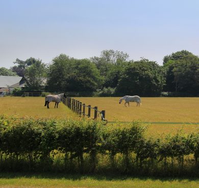 Training Routines for Dressage Horses