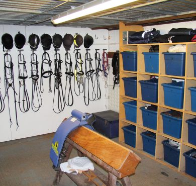 Friendly Horses Are Born That Way