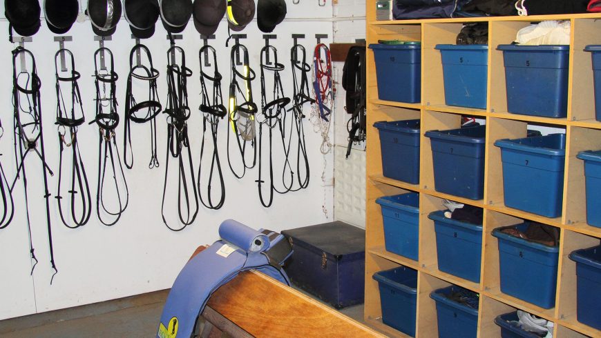 Friendly Horses Are Born That Way