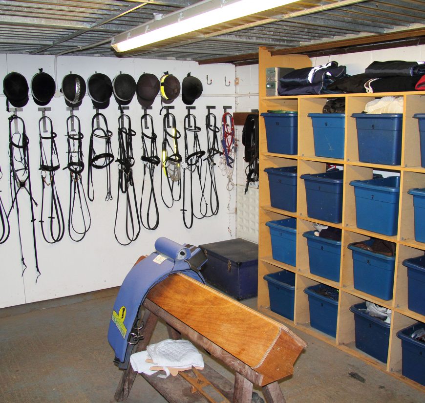 Friendly Horses Are Born That Way