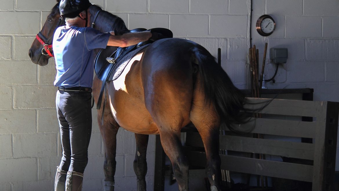 Matching Horse Feed to Energy Needs