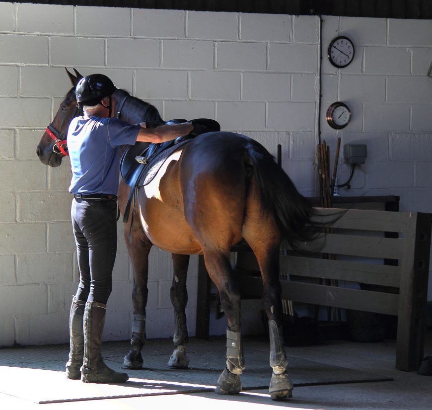 Matching Horse Feed to Energy Needs