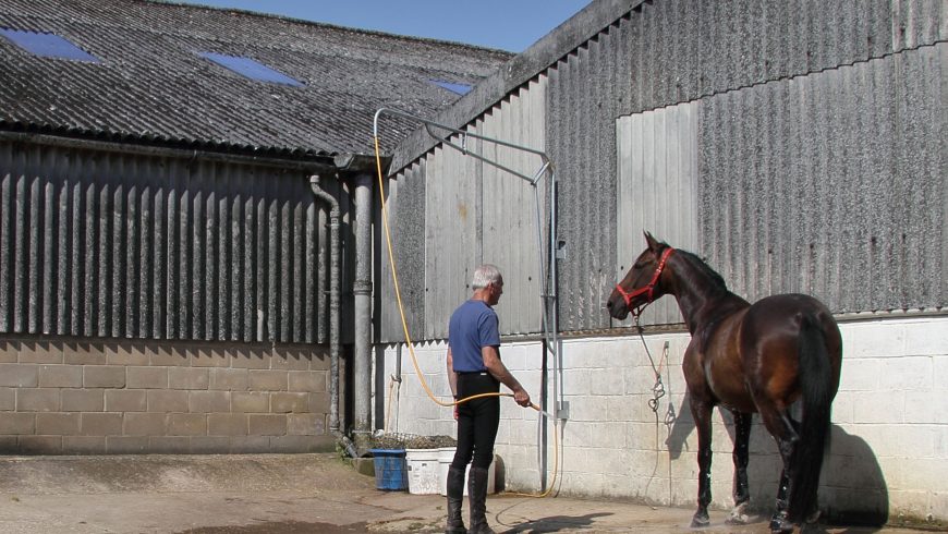 Posting or Sitting Trot – Which is Better?