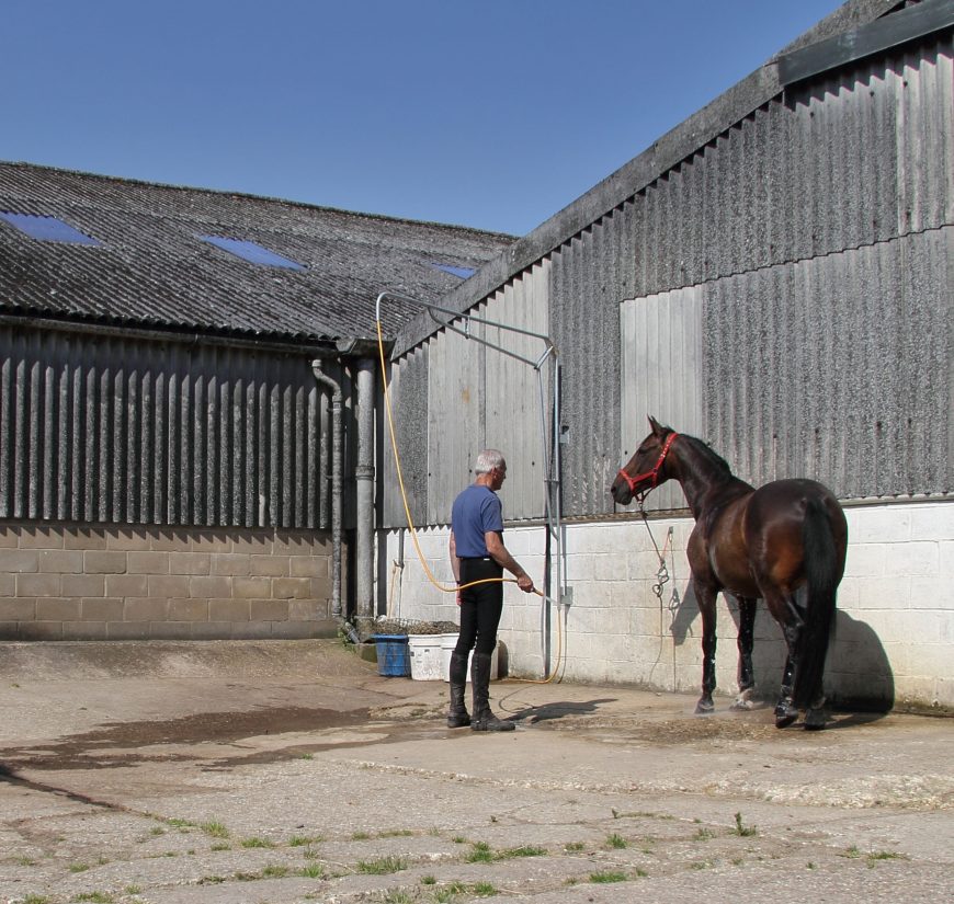 Posting or Sitting Trot – Which is Better?