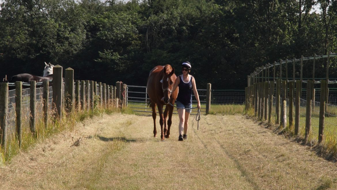 Winning Colors in Horse Racing