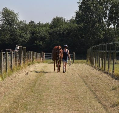 Winning Colors in Horse Racing