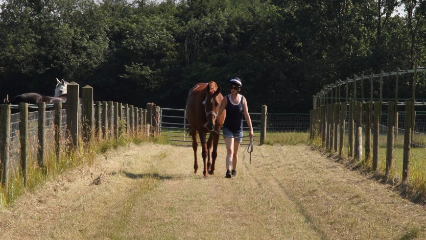 Winning Colors in Horse Racing