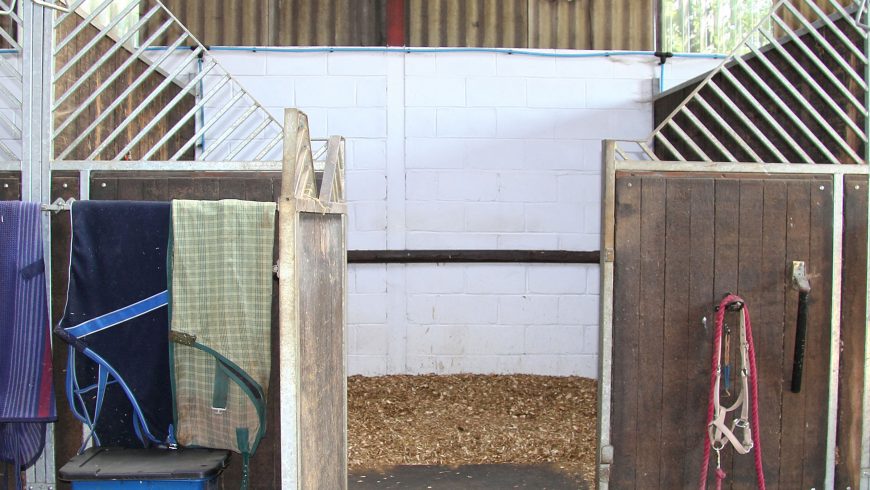 Feeding Horses For Competition